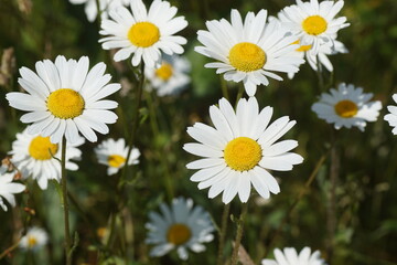 Fototapeta premium Close up flowers of Leucanthemum vulgare (ox-eye daisy, oxeye daisy, dog daisy, marguerite). Family Asteraceae. In the grass of a roadside. June, Netherlands. 