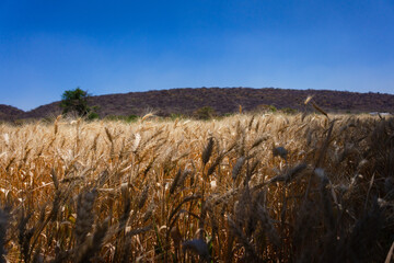 wheat field and sky