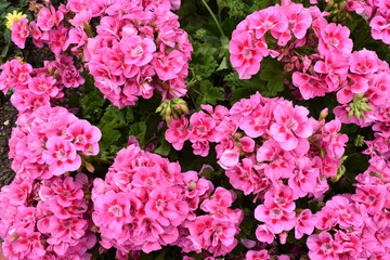 pink garden flowers