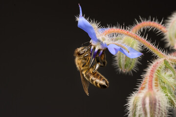 Honigbiene auf Borretsch