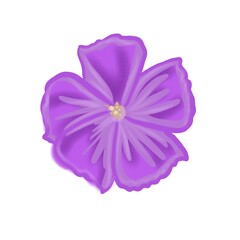 purple flower isolated on white background
