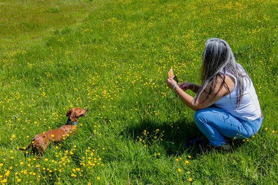 Mature woman squatting taking photos with her mobile phone to her brown dachshund that stands between green grass with small yellow flowers, sunny day in the Dutch meadows of the Netherlands