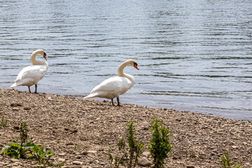 Two white swans standing on the bank of the Maas river with the calm water in the background, sunny spring day in Borgharen Maasvallei nature reserve, South Limburg in the Netherlands