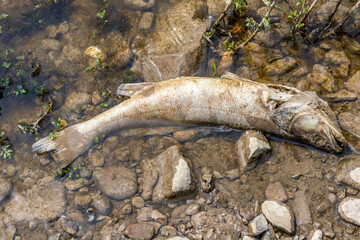 Decomposing dead fish on river bank on sand, stones and little water, sunny spring day. Concept of disaster due to contamination of the waters of rivers and lakes