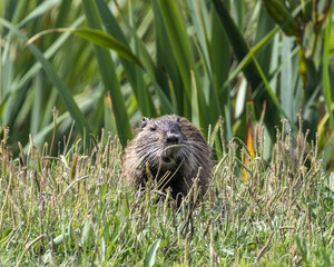 Aiguamolls de L'Empordà