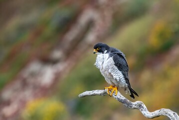 Majestic peregrine falcon up close and perched on a bare trunk at San Pedro, Los Angeles. Falco peregrinus. 