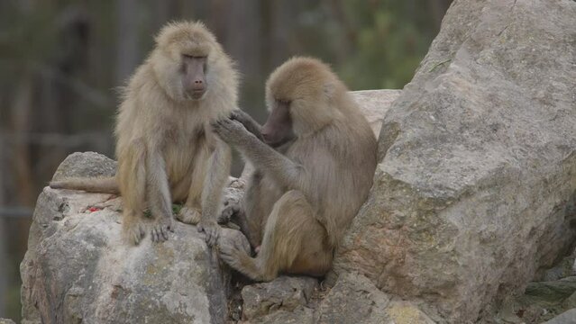 Two baboons anubis groom each other outdoors in an animal park. Portugal, Badoca Safari park, 15.05.2023.