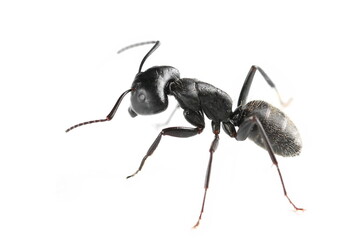 Camponotus vagus,  large, black, West Palaearctic carpenter ant isolated on white