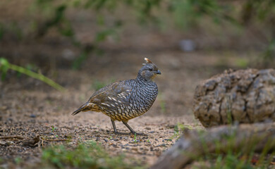 Obraz na płótnie Canvas quail bird, beautiful birds in their habitat
