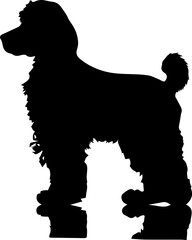 Poodle animal images