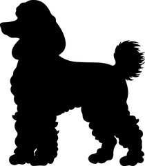 Poodle animal images