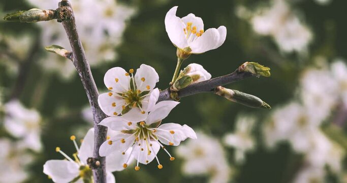 White flowers blooming in plum tree in spring Time lapse growing 4K, Hidden beauty of nature