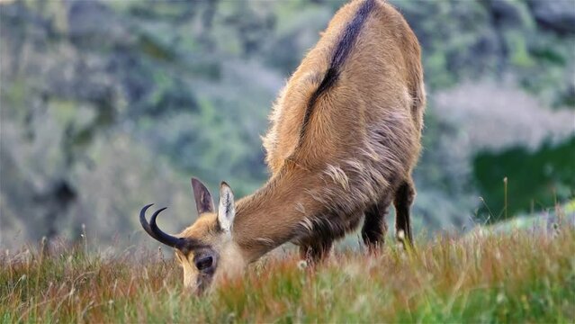 Detail of Chamois Rupicapra graze alpine meadow in alps mountain nature wildlife wild animal