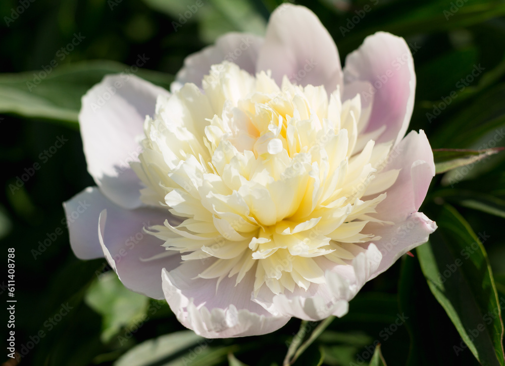 Sticker vanilla peony