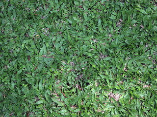 Obraz na płótnie Canvas Grass texture background. green grass background