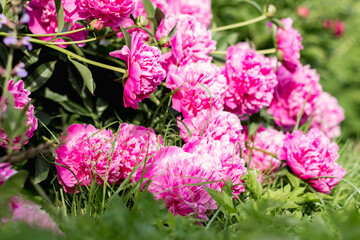 pink peony