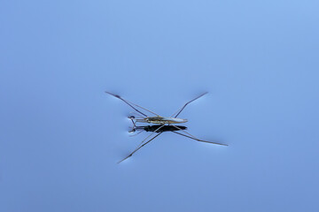 Water strider (Gerridae species) on lake surface.