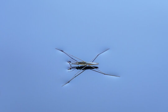 Water strider (Gerridae species) on lake surface.