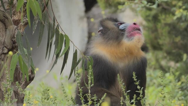 Mandrill monkey outdoors in the animal park. Portugal, Badoca Safari park, 15.05.2023.