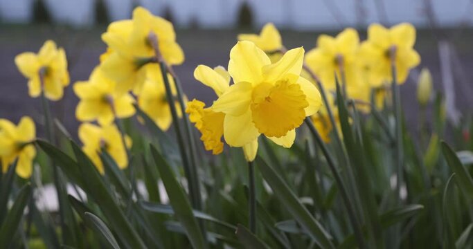 Closeup view of yellow daffodil flower trembling on the wind

