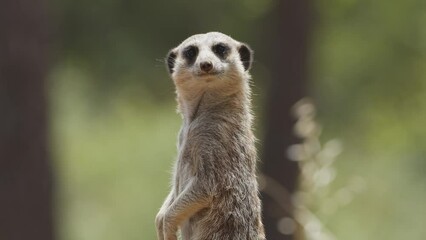 Meercat outdoors in the animal park. Portugal, Badoca Safari park, 15.05.2023.