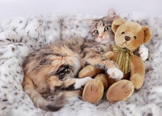 Cat lies and plays with a toy teddy bear. Beautiful Kitten rests on white fur and looking at the camera. Cute Cat close-up on a white background. Kitten with big green eyes. Pet. 