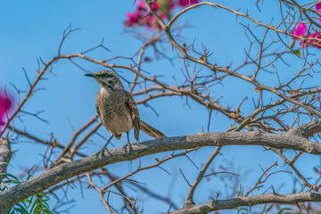 Long-tailed mockingbird on a branch