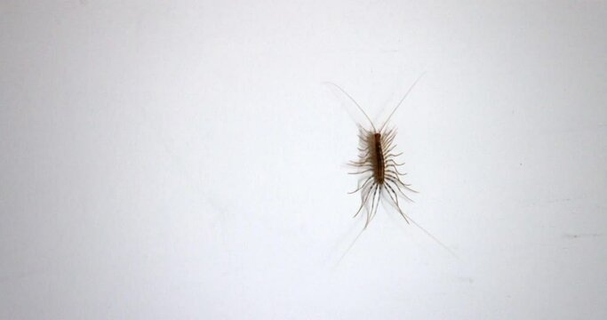House centipede crawling on the wall, closeup view
