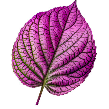 Persian shield strobilanthes dye leaf cutout isolated on transparent background, PNG image, Generative AI