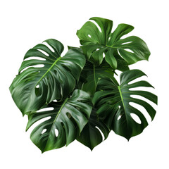 Bunch of Monstera leaves cutout isolated on transparent background, PNG image, Generative AI