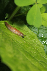 arion intermedius slug animal macro photography