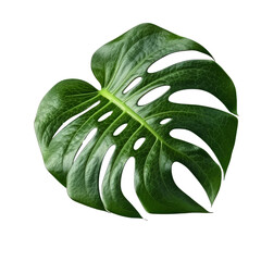 Monstera leaves cutout isolated on transparent background, PNG image, Generative AI