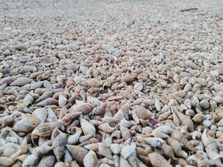 pebbles on the beach