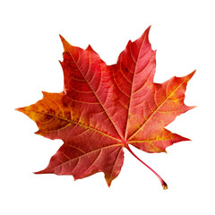 Red Maple leaf cutout isolated on transparent background, PNG image, Generative AI