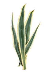 closeup agave cactus.