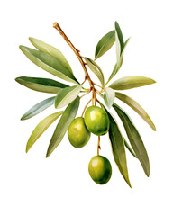 Watercolor Olive branches png
