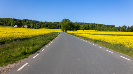 Beautiful rapeseed with the bright yellow flowers on the rolling farmland of the German state of Northrijn-Westfalen near the small town of Tecklenburg.