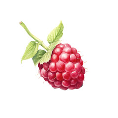 raspberries  in watercolor design isolated on transparent background