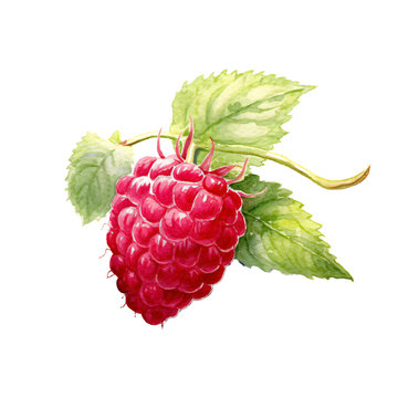 recommend clip art: raspberries  in watercolor design isolated on transparent background