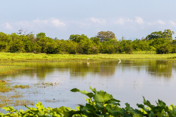 Wading birds in Udawalawe National Park, Sri Lanka