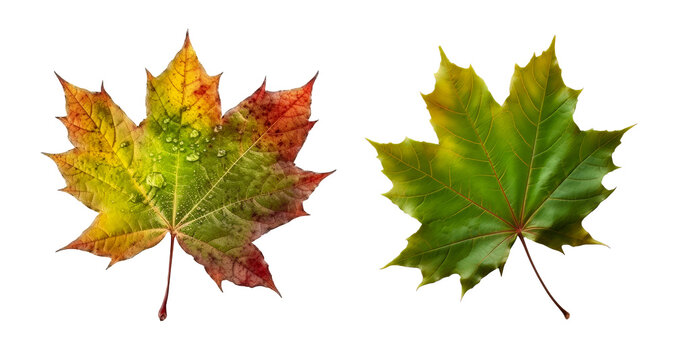 Collection of planetree Maple leaf cutout isolated on transparent background, PNG image, Generative AI