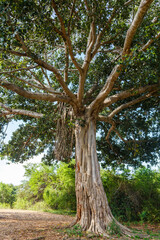 Banyan tree in Udawalawe National Park, Sri Lanka