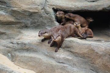 Fototapeta premium The otter is a carnivorous mammal that belongs to the subfamily Lutrinae. The otter is a carnivorous mammal that belongs to the subfamily Lutrinae. a group of cute otters in the zoo