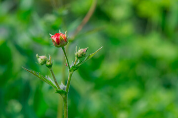 Blossom poppy flowers on the meadow