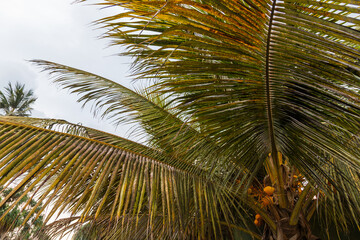 Fototapeta premium Palm in Sri Lanka