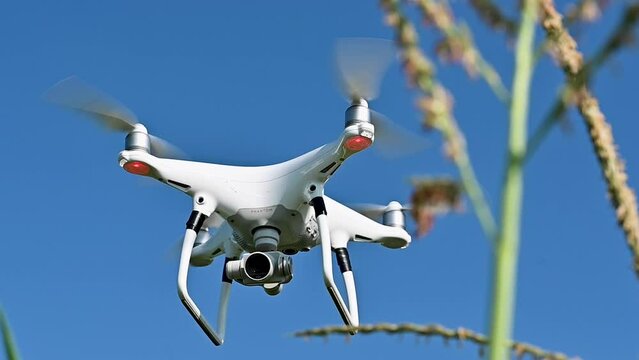 Drone Flying Near Corn 1