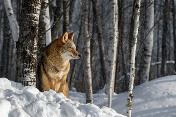 Coyote (Canis latrans) Stands Next to Tree Eyes Closed Winter