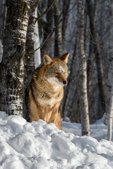 Coyote (Canis latrans) Bows Head Next to Tree Winter