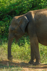 Fototapeta premium Ceylon Elephant head in Udawalawe National Park, Sri Lanka