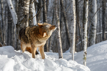 Coyote (Canis latrans) Shakes Off Snow Winter